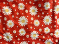 Red daisy